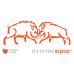 Boars Fighting Vinyl Decal - 500mm